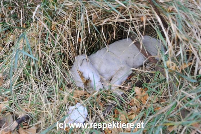 tote bulgarische welpe