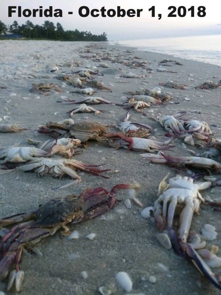 tote Krabben-Florida_n