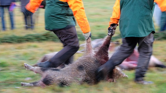 Wildschwein wird geschleppt
