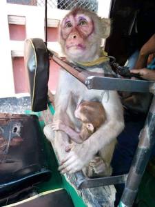 Affe mit Kind in Laborn