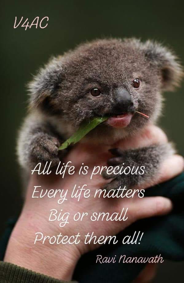 all life is precious_n