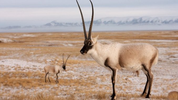 Antilope.Tibet Sorte pg