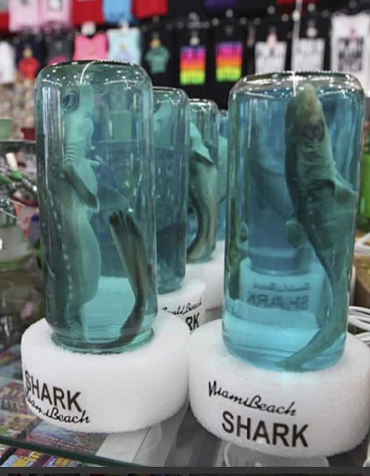 Baby Sharks on Glass jpg