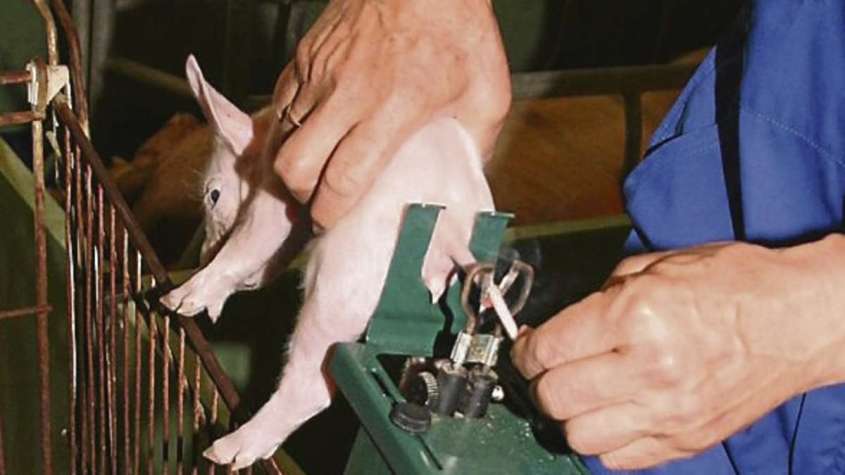 Ferkel unter Cupierungs Maschineg