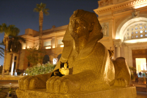 Katze auf einer Sphynx in Kairo
