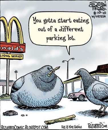 mac pigeons