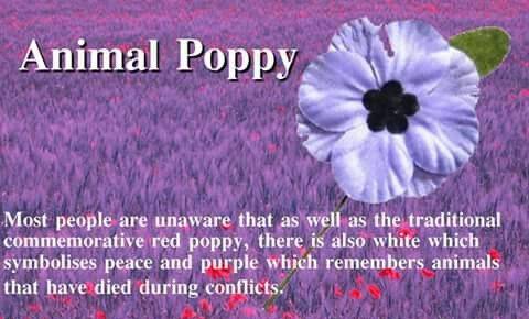 purple poppy 3