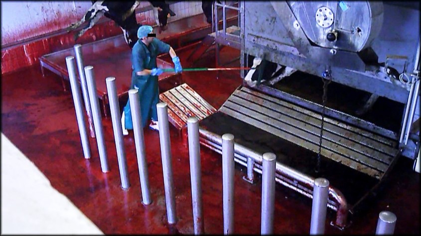 realität schlachthof 1