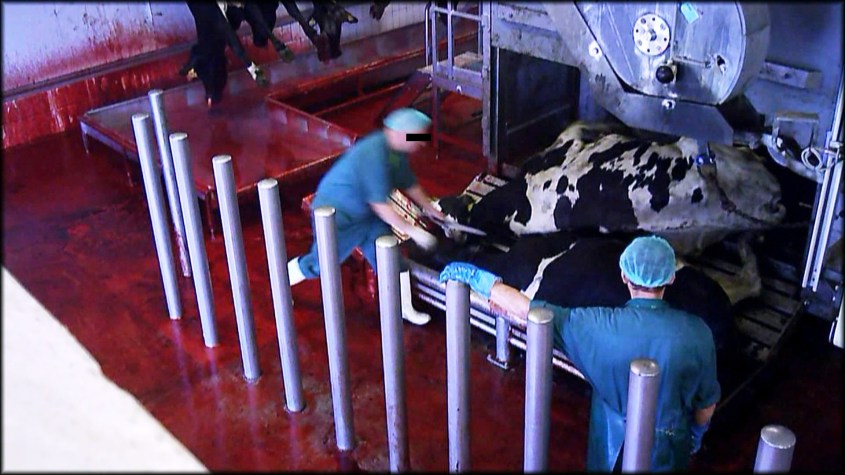 realität schlachthof 2