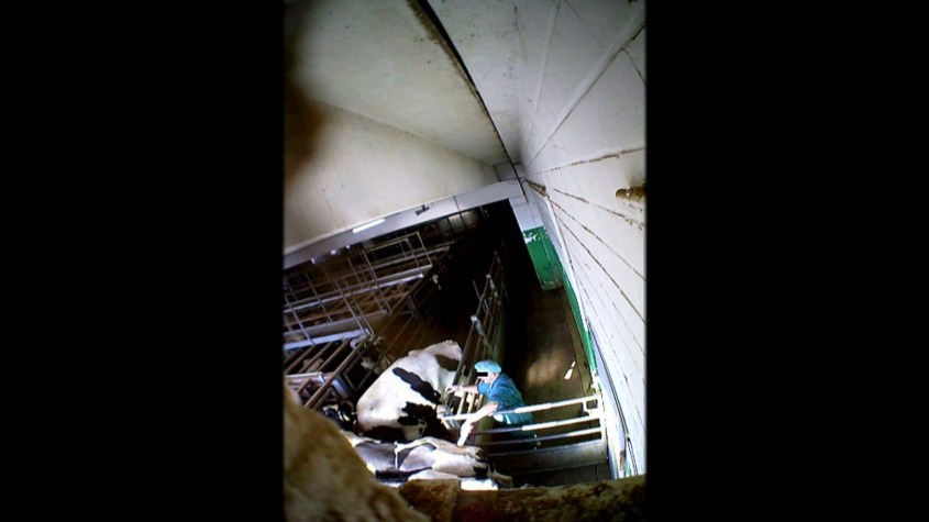 realität schlachthof 4