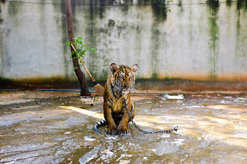 Tiger-Jo-Anne-McArthur-We-Animals