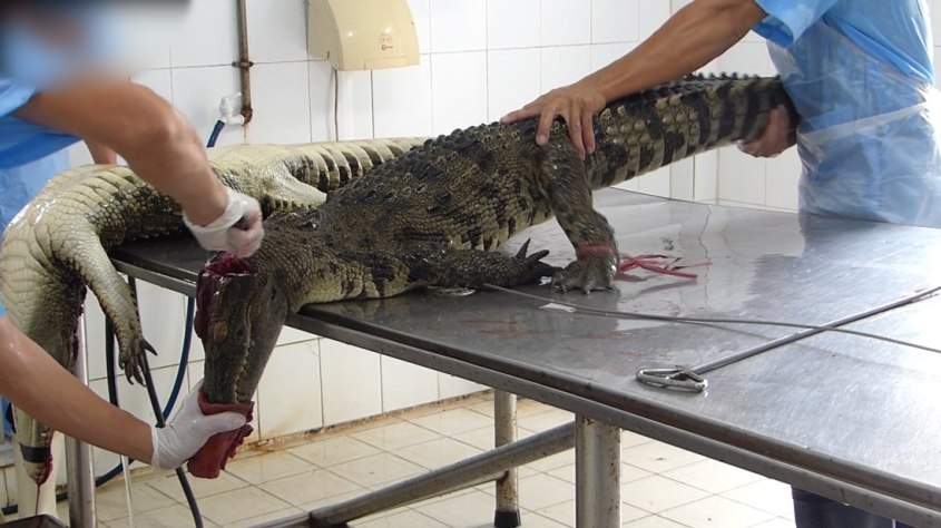 2016-03-17-Hoa-Ca-Krokodil-Schlachthaus-Saigon-Vietnam-Screenshot-1-c-PETA-D