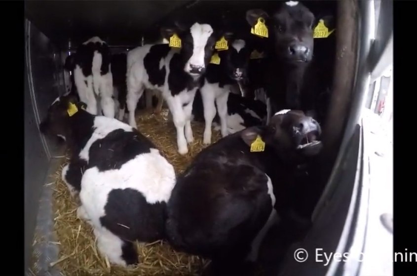 56-stunden-tiertransport-titel.Kälberjpg