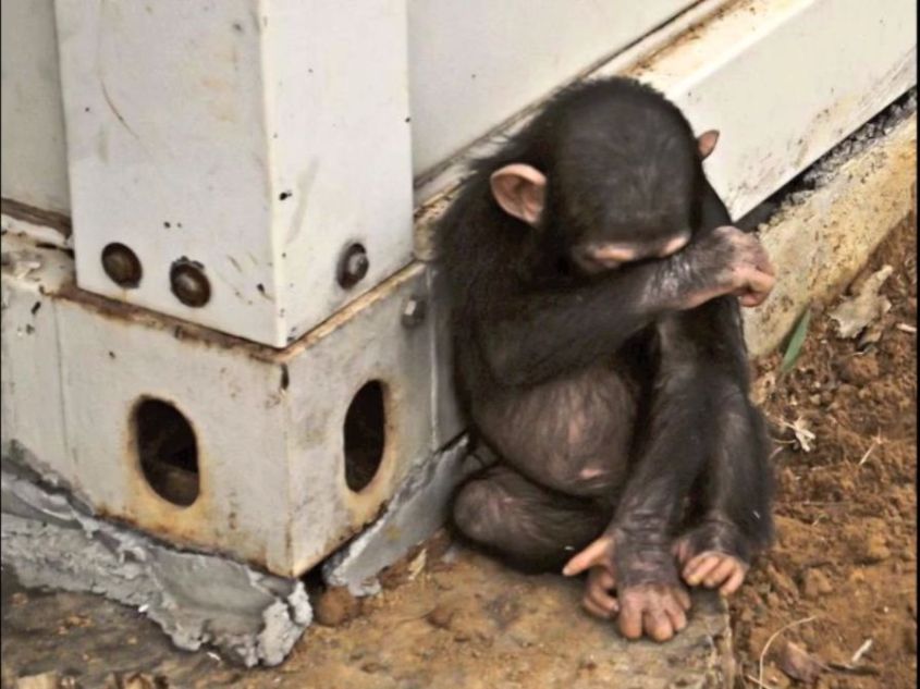 Affe gefangen für Handel jpg