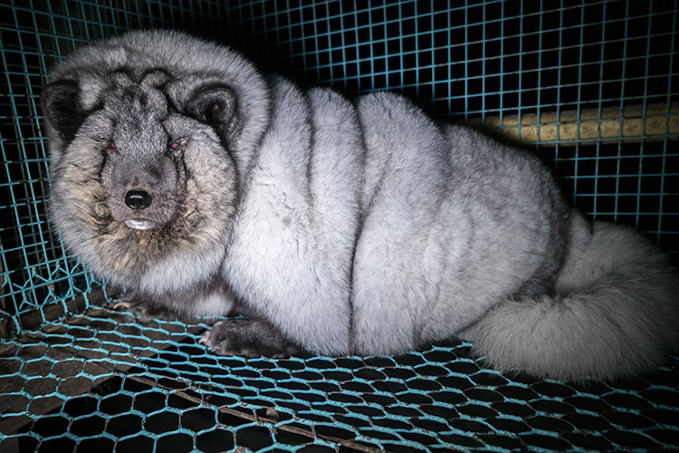 Finnland.jPelz Tier übergewichtigpg