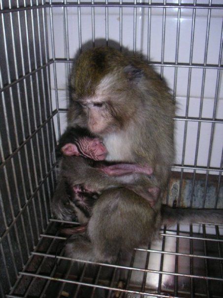 Laboraffe mit Kleinemjpg