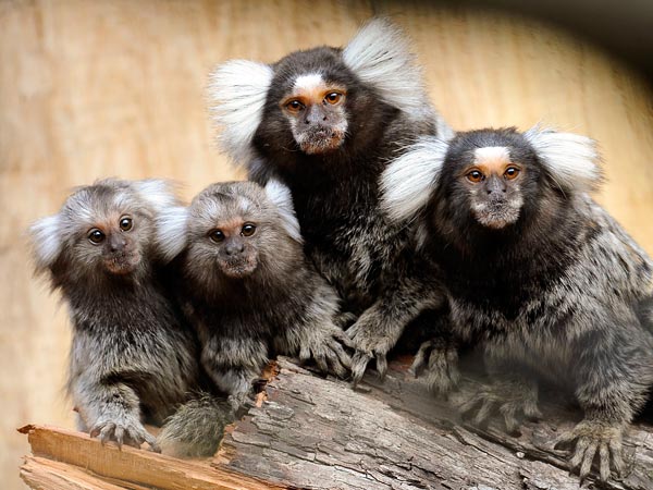 Marmoset Affen mit Kindernjpg