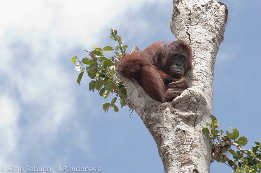 Orang-Utan_Indonesien_Palmöl__