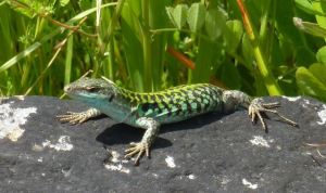 Paestum_Eidechse_web-1