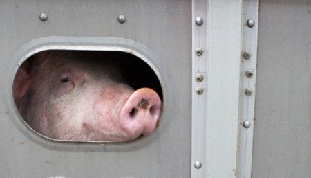Schwein-in-Transporter_Bernhard-Richter-2-s-450x257