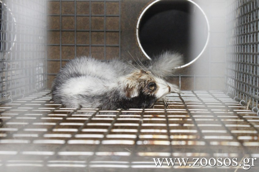 Toter Mink- Griechenland