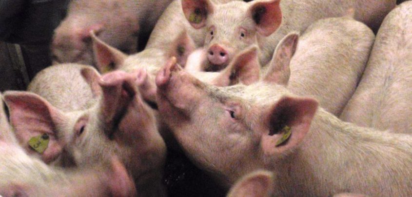 FLI_Schweine_Gruppe_für Forschung