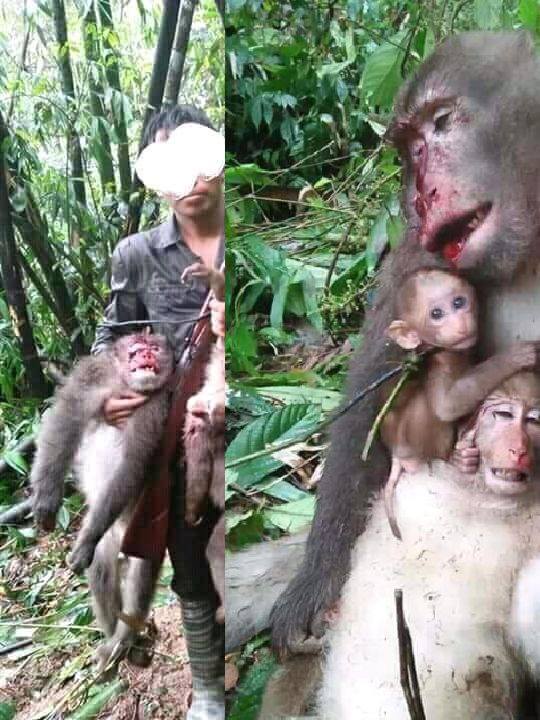 getötete Affenmuter mit Kinder_n