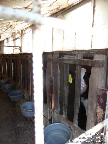 HU calf in illegal crate