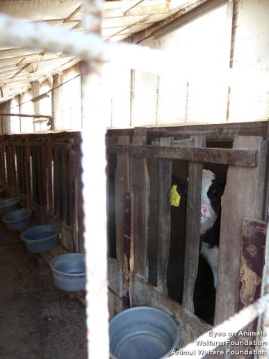 HU calf in illegal crate