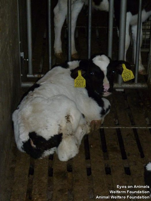 HU calf on slatted flooring