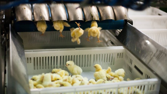 Kücken am schreddernpg