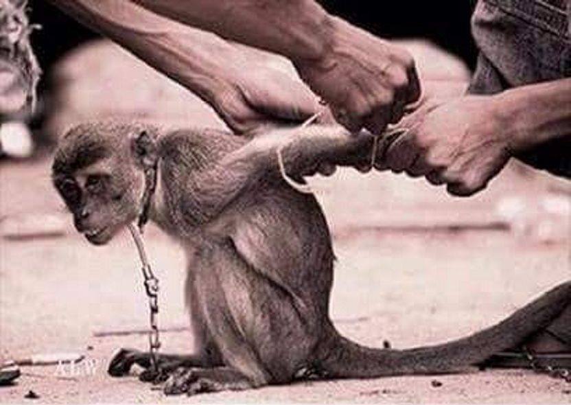 kleiner Affe, in Kettenn