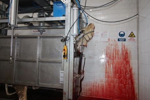 Kuh mit eingekemmeten Kopf