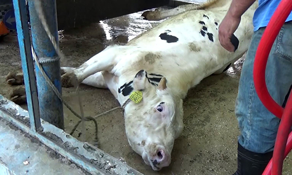 liegendes_Rind_Tiertransport_c_Animals_International