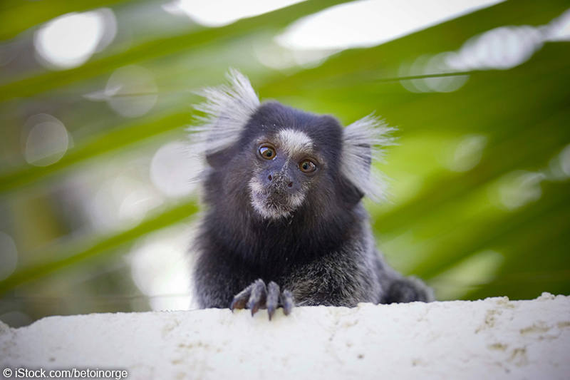 marmoset_Affe