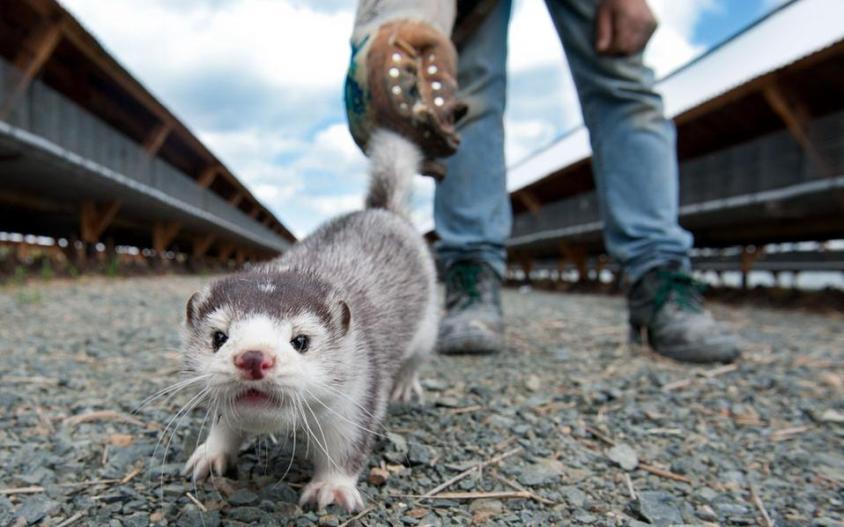 minkk-thumb-Kastoria