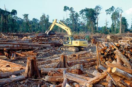 reset_regenwald.jzerstörter Waldpg