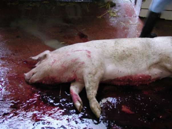 Schwein tot in Blutlache jpg