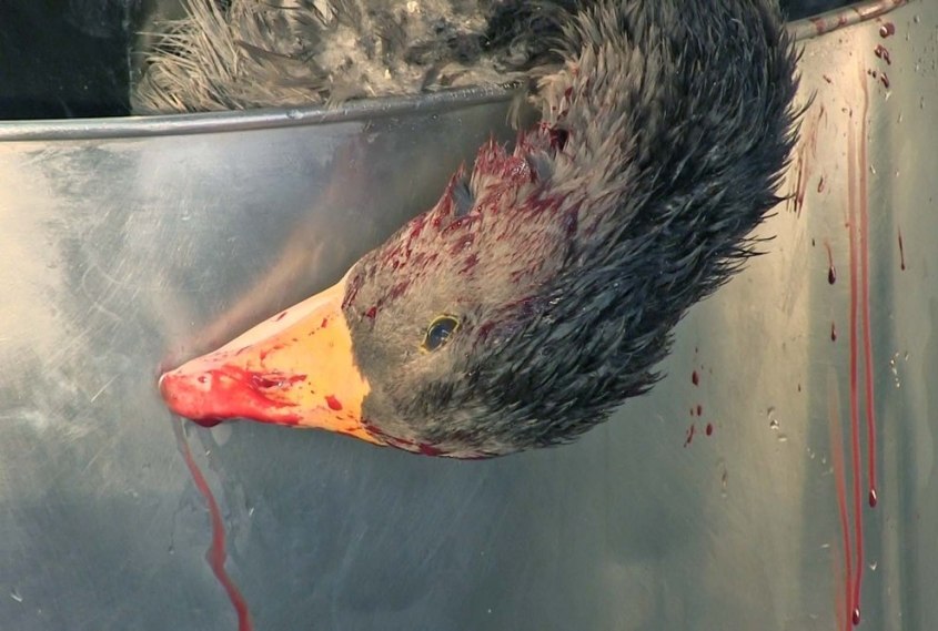 tote-Gans-Blut-Foie-Gras