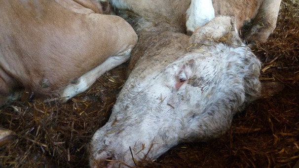 tote Kuh in Transportjpg