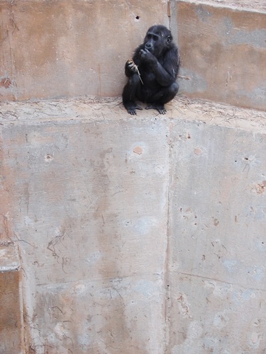 affe-colin goldnerjpg