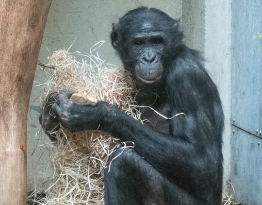 billi zoo wuppertel 3pg