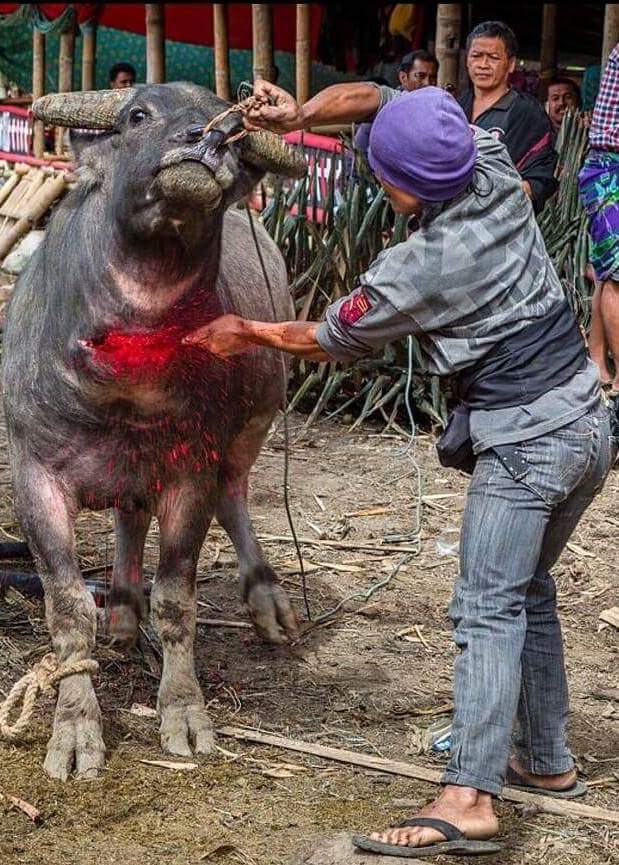 büffel mord in indonesienn