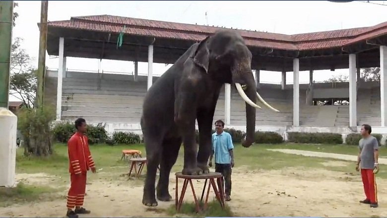 elefant-als attraktion in thai zoopg