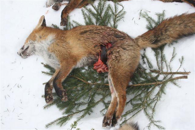 fuchswoche fuchs mit innereien640