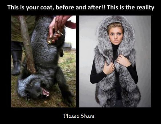 fur before and after