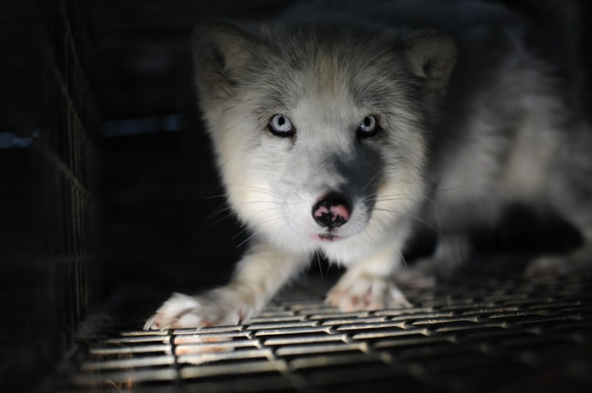 fur farm fox