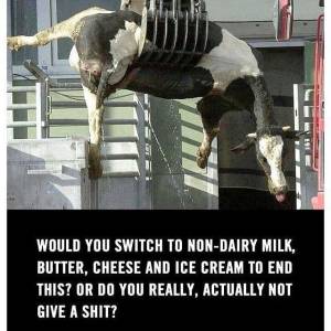 kuh am krahn mit schönem zitat