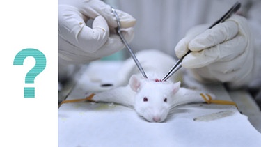 labormaus unter test jpg