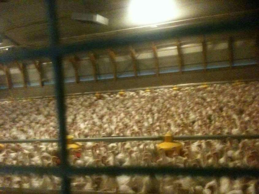 massentierhaltung hühner_o